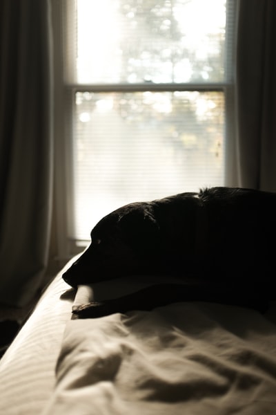 黑狗躺在床上